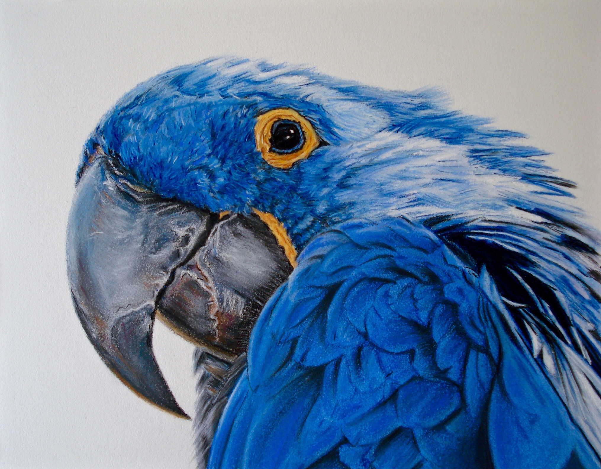 Blue Parrot - Pastel