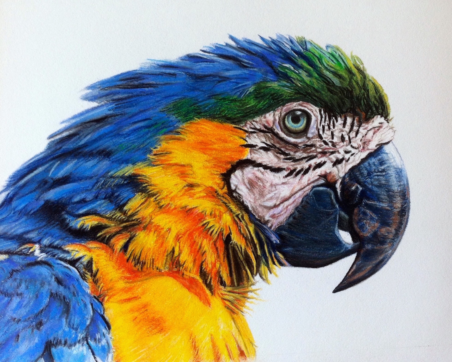 Coloured Parrot - pastel