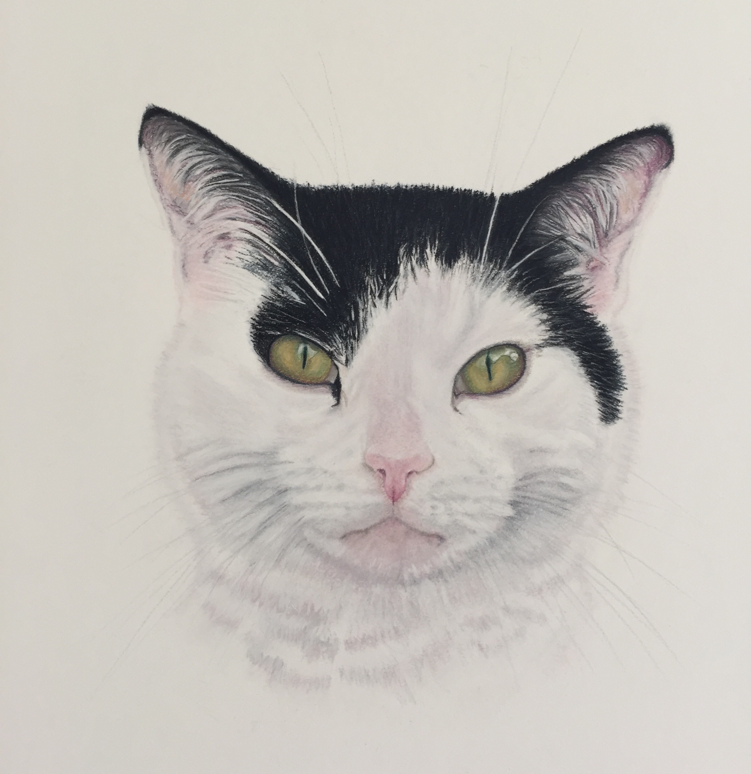 Cat in Pastel