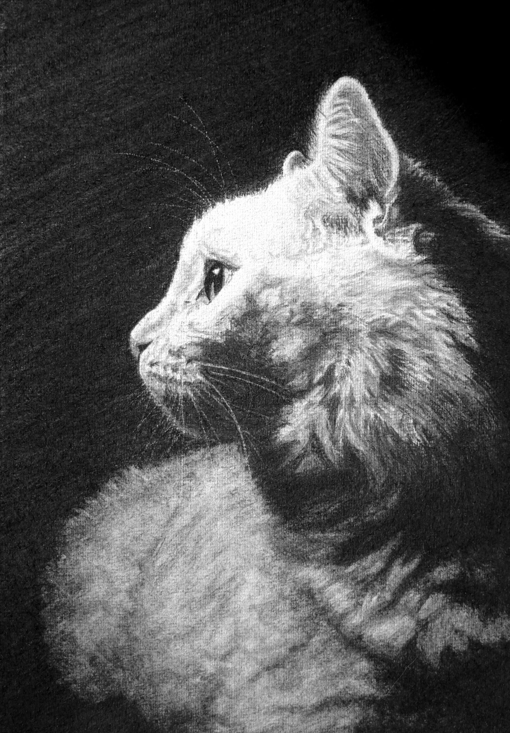 White cat in charcoal