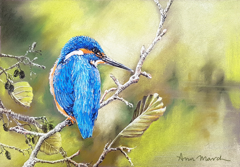  Kingfisher-pastel